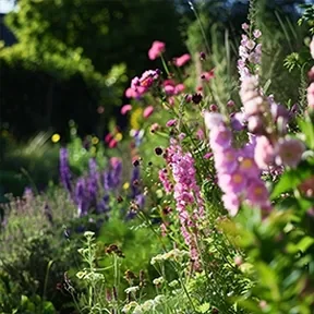 Altadena perennial garden