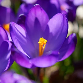 Beverlywood spring crocus