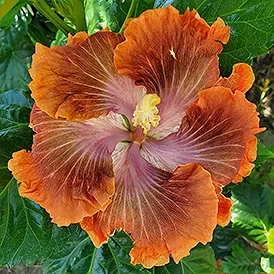 Brentwood hibiscus