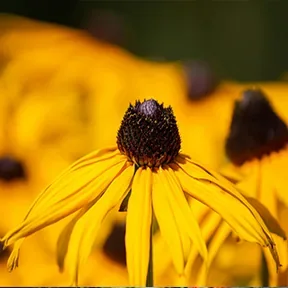 Brentwood perennial garden
