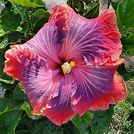 Culver City tropical garden