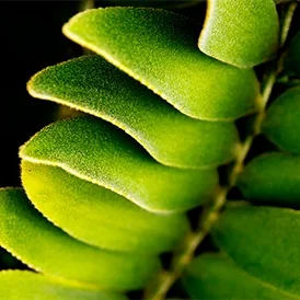 Hermosa Beach tropical fern