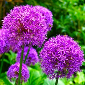 Hidden Hills perennial garden