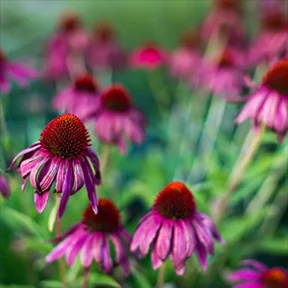 Laguna Niguel perennial garden