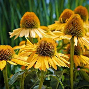 Malibu native coneflowers