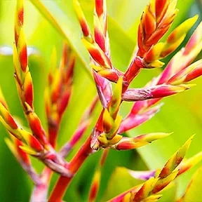 Manhattan Beach bromeliads