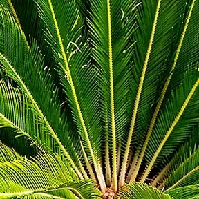 Manhattan Beach sago palm
