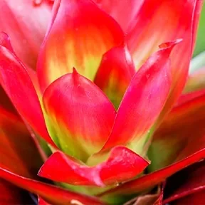 Pacific Palisades bromeliad