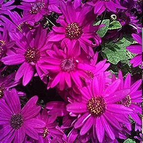 Pasadena drought-tolerant garden