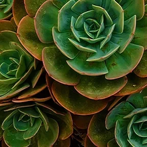 Santa Monica xeriscape garden
