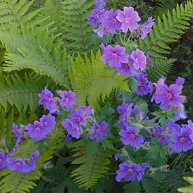 Santa Ynez perennial garden