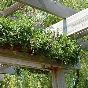 Santa Ynez wood pergola