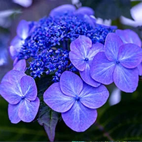 Topanga Canyon hydrangeas