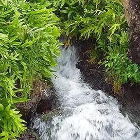 Topanga Canyon koi stream