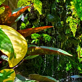 Topanga Canyon living wall