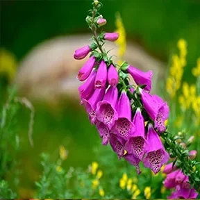 Westlake perennial cutting garden