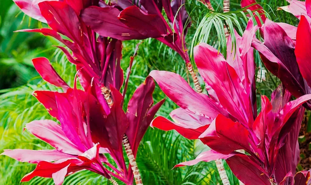 Sunset Magazine feature garden: red ti plants