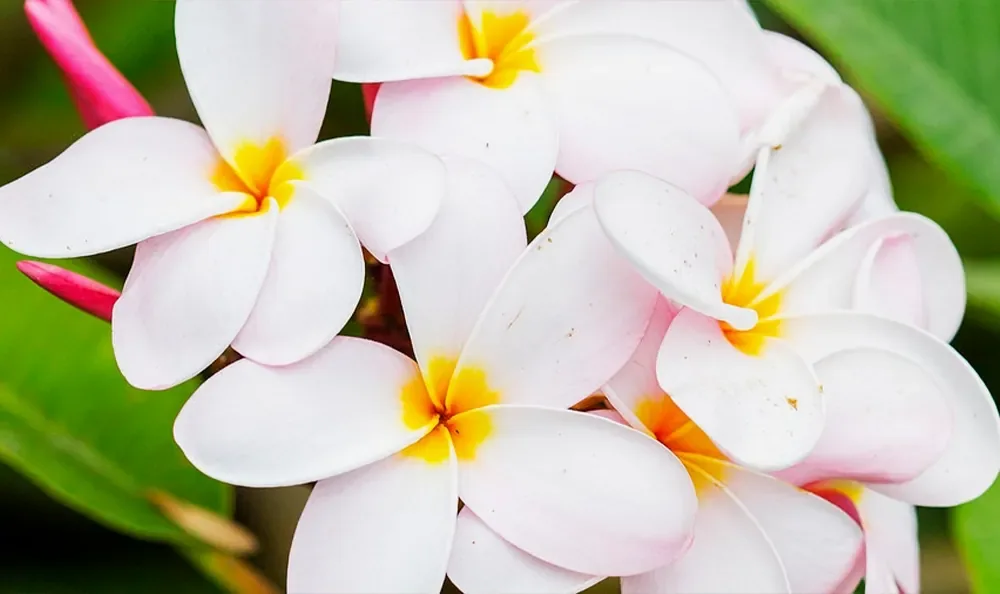 Sunset Magazine feature garden: plumeria blossoms