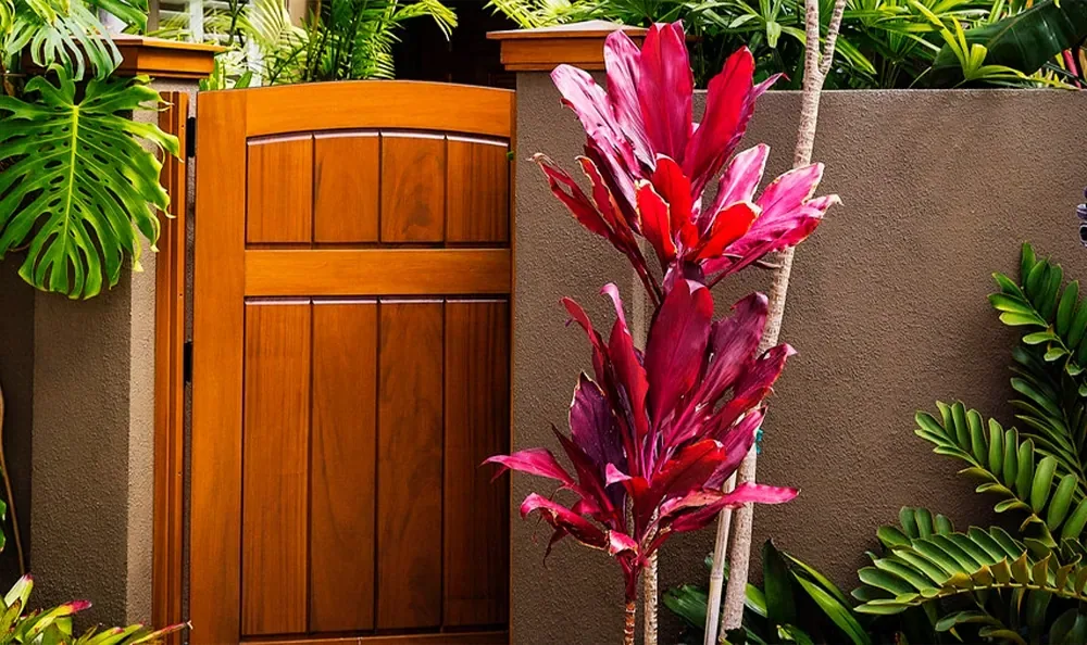 Sunset Magazine feature garden: redwood gate and ti plants