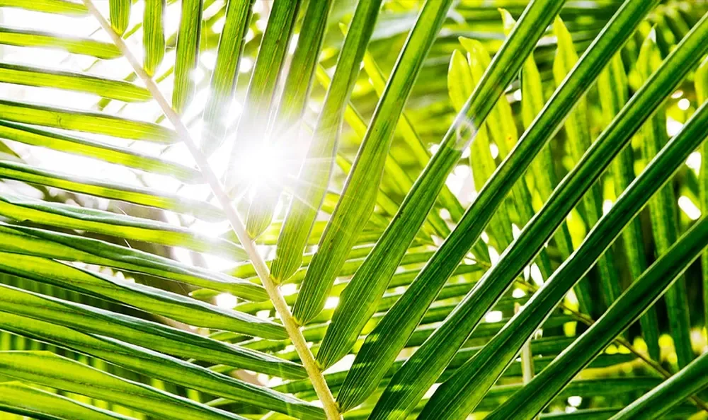 Sunset Magazine feature garden: palm fronds in afternoon light