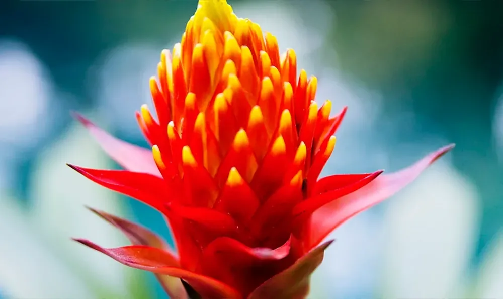 Sunset Magazine feature garden: guzmania bromeliad