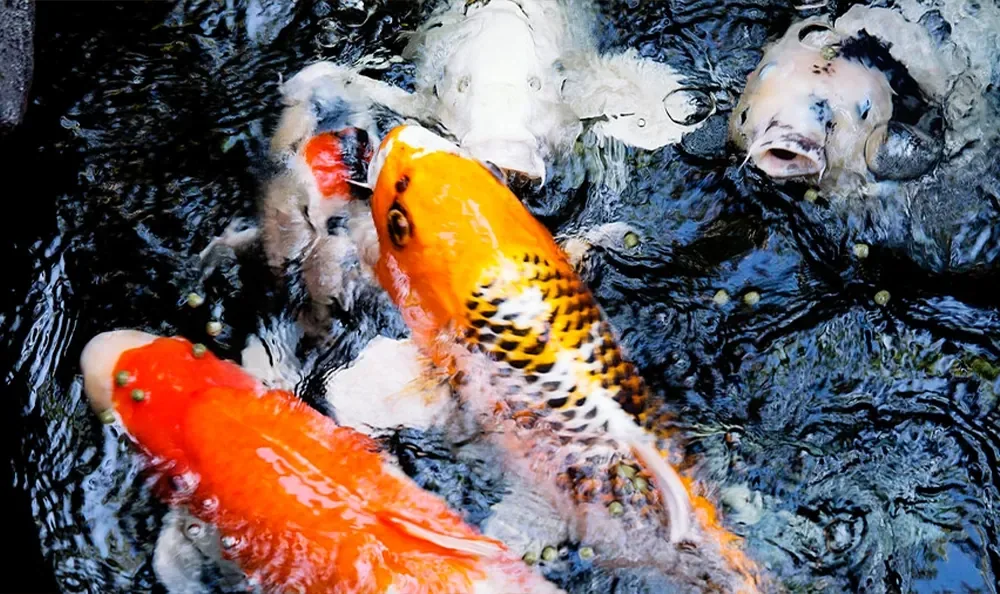 Sunset Magazine feature garden: koi in the garden pond